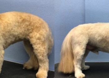 Southampton’s Top 5 Dog Groomers: Where to get your family pets coat trimmed