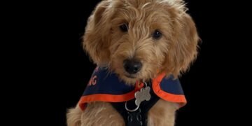 Dogs for Autism Receives £8,500 Boost from Raffle Partnership